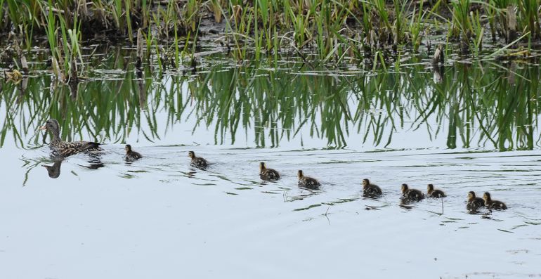nine ducklings swimming behind a duck with a green reed bed in the distance