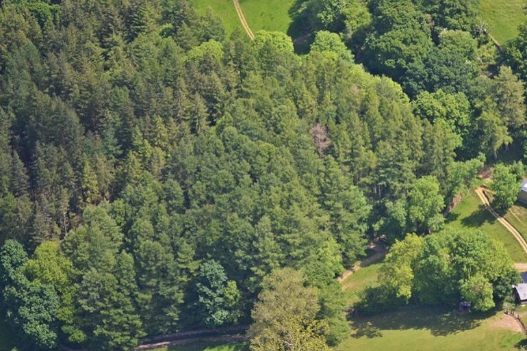 Aerial view of a group of trees