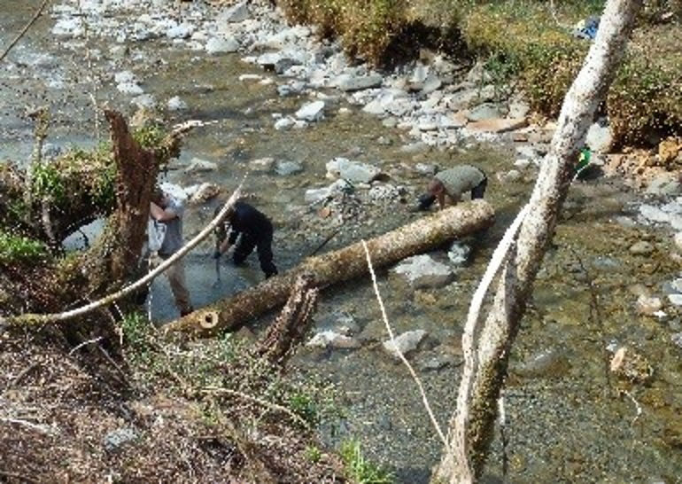 River with logs and stones