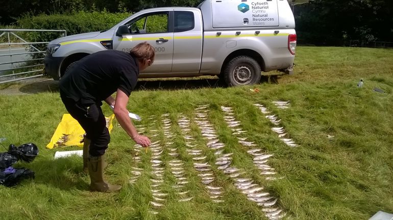 rows of dead fish laid on the grass after pollution incident, person counting the fish. NRW van in the background