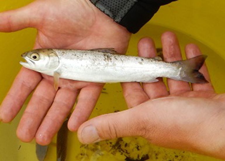 Salmon smolt laid on staff member hands after being picked out of a yellow bucket of water