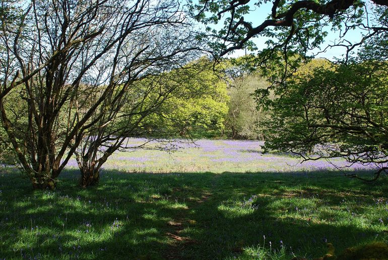 a field of bluebells surrounded by trees