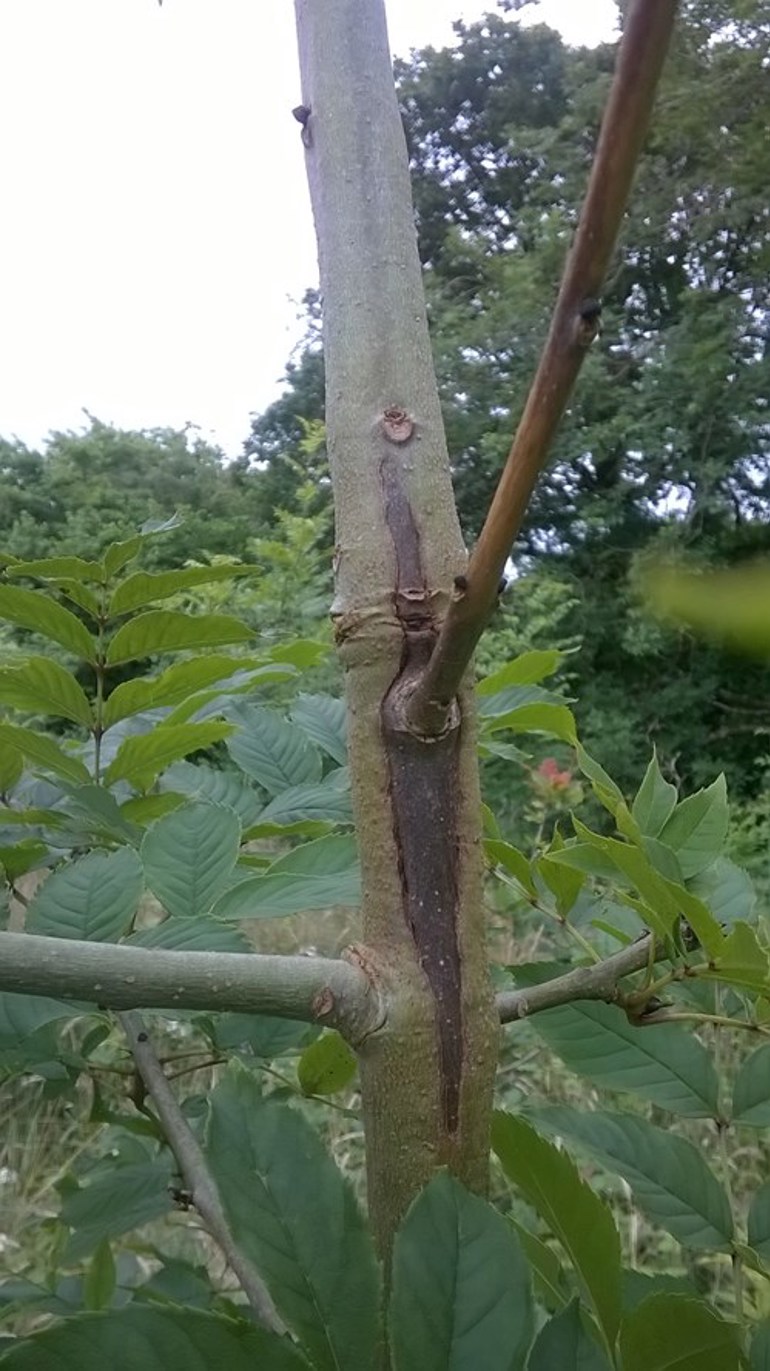 Chalara, characteristic lesion on young ash tree © NRW/Sam Milner