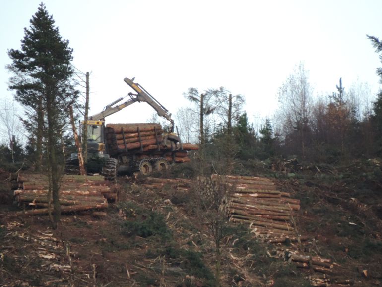 Tree logger collect trees that have been felled