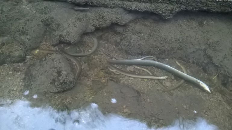 Several eels lie dead in a stream