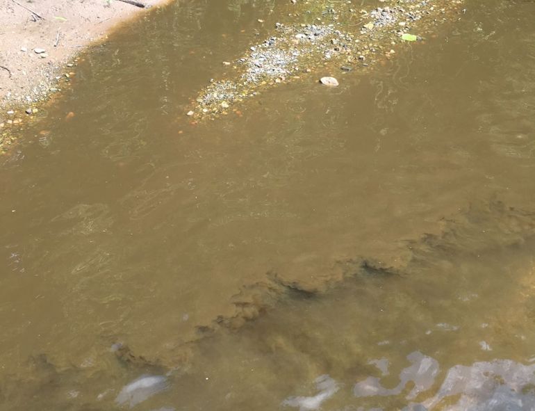 Slurry pollution in the Afon Bach and River Clwyd