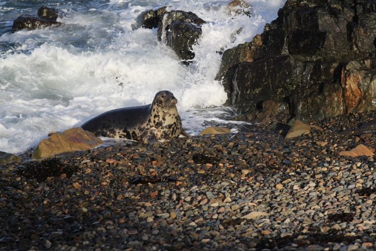 Seal on a shore at Skomer