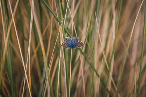 Common blue butterfly on Rhyl beach