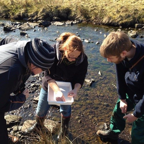 People surveying a river bed for invertebrates