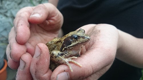 Person holding a common frog