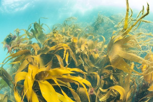 an underwater kelp forest