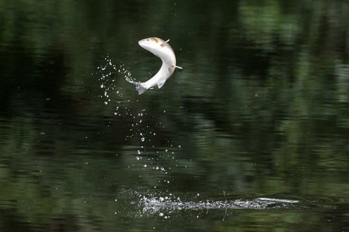 Fish leaping out of water