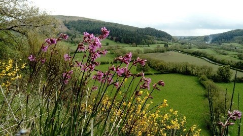 Golygfa o dirlun o Warchodfa Natur Genedlaethol Craig Stanner gyda’r planhigyn gludlys prin yn y blaendir.