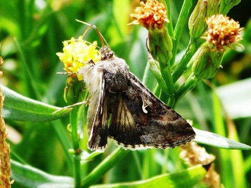 A moth feeding on an intertidal plant, specially adapted to survive in saline conditions such as a saltmarsh. This image was taken at Cwm Ivy where managed realignment has naturally occurred.