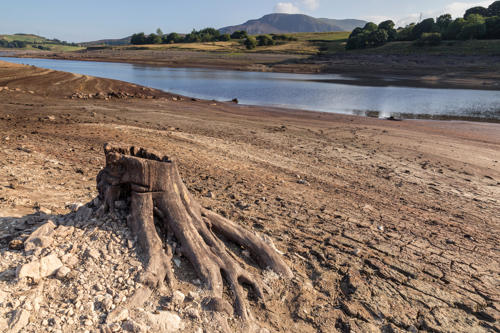 Llyn Celyn ger cronfa ddŵr y Bala dan amodau sychder, gyda bonyn coed agored.