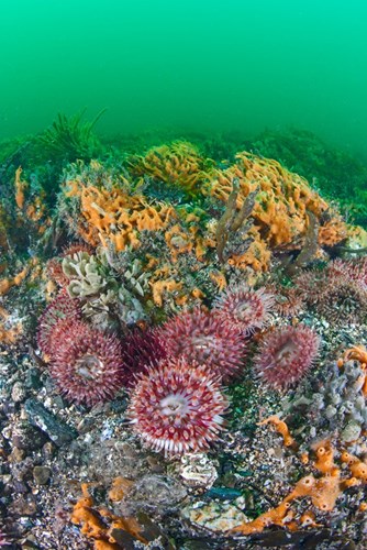 Dahlia anemones, hornwrack and sponge growths on bedrock in the Menai Strait