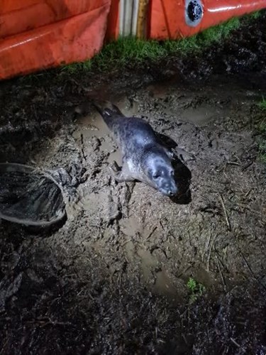 Seal pup found out of territory