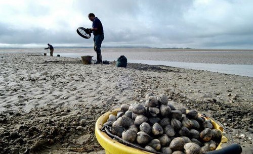 Image of cocklers fishing. There is a bucket full of cockles in the foreground