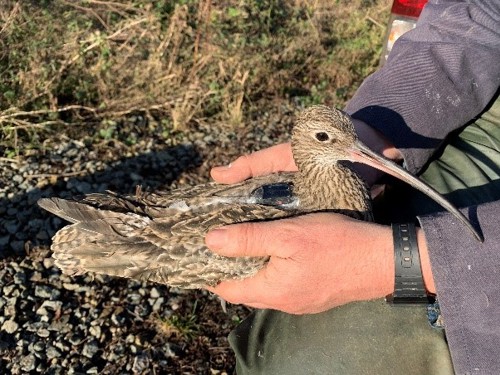 Overwintering curlew, photo credit Rachel Taylor