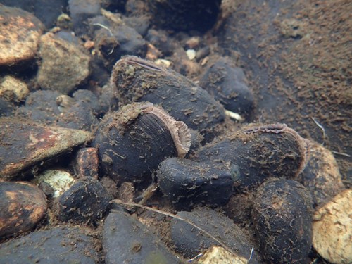 Pearl Mussel burrying in gravel bed