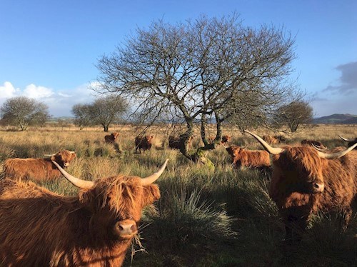 highlanders on cors fochno