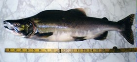 Breeding male pink salmon in freshwater phase laid out next to tape measure. This type of salmon is easily identifiable because of their hump